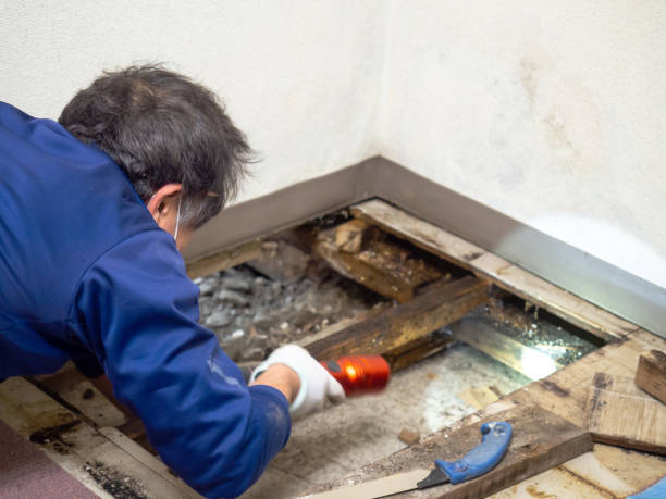 Best Commercial Mold Removal  in Eddyville, IA