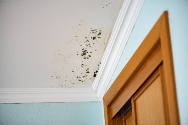 Best Mold Remediation Experts  in Eddyville, IA