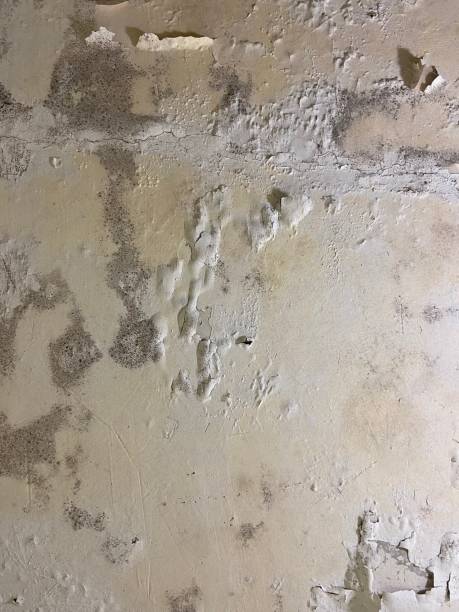 Best Mold Testing  in Eddyville, IA