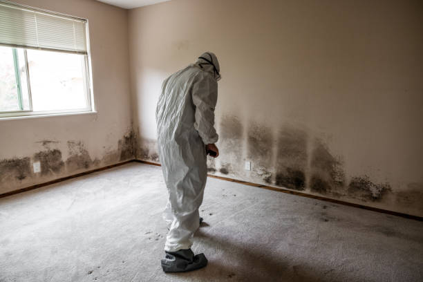 Best Emergency Mold Removal  in Eddyville, IA