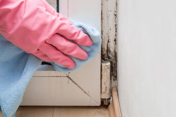 Best Affordable Mold Removal  in Eddyville, IA